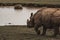 Large rhinoceros standing on grass next to a body of water