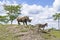 A large rhinoceros stands with several zebras on a hill in a zoo in Emmen, Netherlands