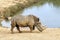 Large rhinoceros walking on sandy ground