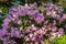 Large rhododendron bush filled with light pink flowers