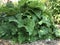 Large Rhubarb Plant in Typical Canadian Garden
