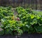 A Large Rhubarb Plot with Clay Forcers