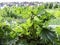 A large rhubarb R.x hybridum growing in allotment garden in the summer