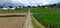 Large ricefield at the mountains and rural