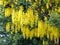 Large, richly blooming laburnum tree