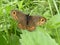 Large ringlet butterfly orange brown in the green grass