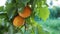 Large ripe apricots on a tree branch close-up. An orchard with green leaves and fruit. Harvest time. Natural sweets and