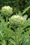 Large, ripe artichokes on plants, ready to pick