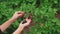 Large ripe blackberries