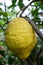 Large ripe citron on a branch, against the background of foliage. Sour yellow citrus fruit.