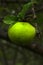 Large ripe green Apple hangs on a tree branch and waits for it to be plucked