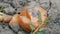 Large ripe onion with green feathers lies on the ground