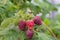 Large ripe red berries of varietal raspberries hang on the branches.