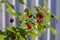 Large ripe red berries of varietal raspberries hang on the branches.