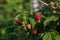 Large ripe red berries of varietal raspberries hang on the branches.