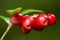 Large ripe red lingonberries cowberry