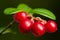 Large ripe red lingonberries cowberry