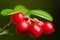 Large ripe red lingonberries cowberry