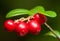 Large ripe red lingonberries cowberry