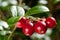 large ripe red lingonberries cowberry