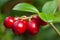 Large ripe red lingonberries cowberry on a branch