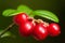 large ripe red lingonberries cowberry on a branch