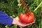 Large ripe red tomato and small cherry in the hands of a woman. Comparison by size. Garden concept