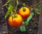 Large ripe tomatoes hang on the bushes in the village garden