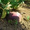 A large ripe turnip with the tops in the vegetable garden. Harvest.