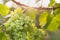 Large ripening bunch of white grape on the vine