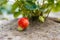 A large ripening strawberry on a bush lies on a special soil cover