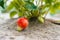 A large ripening strawberry on a bush lies on a special soil cover