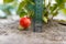 A large ripening strawberry on a bush and a special ground cover with a ruler