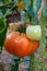 Large ripening tomatoes on bush branches in a greenhouse