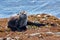 Large river otter lounges on a seaweed covered rock at Clover Point