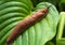 A large roadside slug is crawling along the hosta leaf.