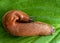 A large roadside slug is crawling along the hosta leaf.