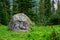 Large rock in alpine wilderness with blue lupine wildflower blooming next to it, Mt. Rainier National Park, WA