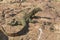 Large rock monitor lizzard sitting on a rock