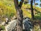 Large rocks, paving stones next to a pine on a green grass near the road.