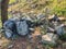 Large rocks, paving stones next to a pine on a green grass near the road. Close up shot.