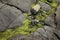 Large Rocks with Striations and Grooves with Plant Life on the Shore Path Bar Harbor Maine