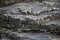 Large Rocks with Striations and Grooves on the Shore Path Bar Harbor Maine