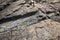 Large Rocks with Striations and Grooves on the Shore Path Bar Harbor Maine