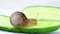 A large Roman grape snail Helix pomatia sits on a cucumber and eats it.