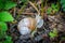 Large Roman snail crawls across the damp forest floor