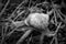 Large Roman snail crawls across the damp forest floor