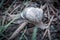 Large Roman snail crawls across the damp forest floor