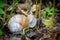 Large Roman snail crawls across the damp forest floor