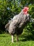 Large Rooster cockerel enjoying the sun